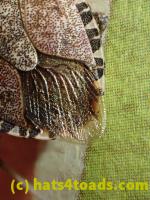 /home//u458753944/public_html/sourcegallery/////Insects and small critters/aphids cicadas lanternflies and true bugs (Hemiptera)/PC250062.JPG